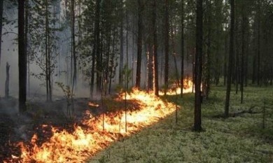 Как не угодить в объятья лесного пожара