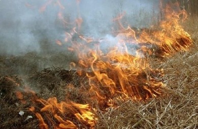 Выжигание сухой растительности запрещено законом