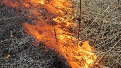 О последствиях выжигания травы