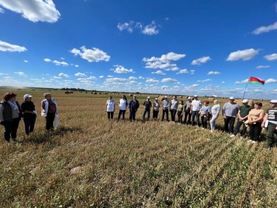 Активисты «Белой Руси» помогают аграриям Бобруйского района убирать урожай