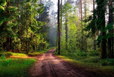 Ограничения и запреты на посещение лесов действуют во всех районах Могилевщины