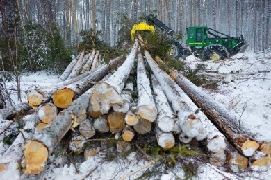 В Бобруйске пройдет месячник безопасного труда при проведении лесосечных работ и работ по деревообработке
