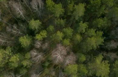 Запрет на посещение лесов введен в трех районах Могилевской области
