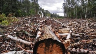 В Могилевской области руководители хозяйства нанесли вред окружающей среде на Br112 тыс.