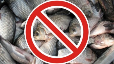 С 1 апреля начнет действовать нерестовый запрет на лов рыбы