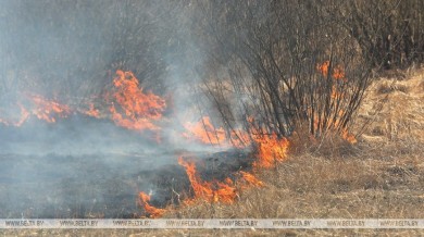 В Беларуси за сутки ликвидировано 27 пожаров травы и кустарников