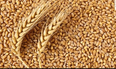 В преддверии приемки зерна нового  урожая 2022 года  Госпромнадзор напоминает!