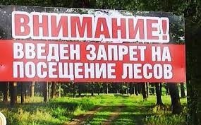 В Бобруйском районе с 23 августа введен запрет на посещение лесов