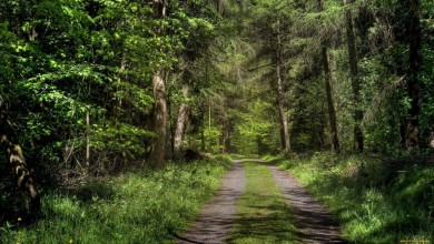 «Неделя леса» пройдет в Могилевской области с 17 по 23 апреля