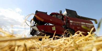 Зерновые колосовые и зернобобовые культуры в Беларуси убраны более чем на 90% площадей