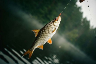 Ловись рыбка по закону
