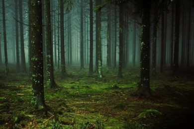 Посещение лесов под запретом в четырех районах страны, в том числе и в Бобруйском