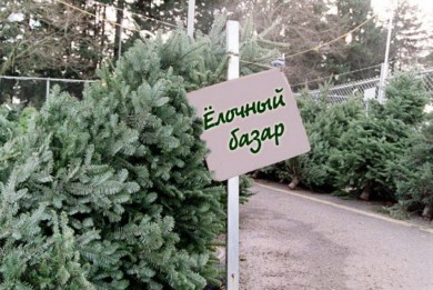 Елочные базары заработают в Бобруйске с 16 декабря