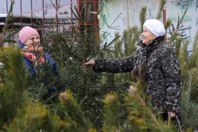 Елочные базары откроются 20 декабря в Могилевской области
