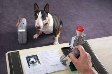 Памятка о регистрации собак