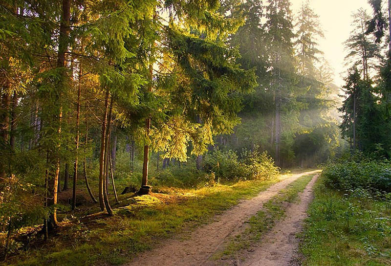 Посещение лесов запрещено в двух районах Беларуси