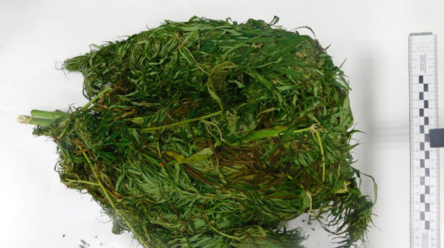 Двое жителей Бобруйска привлечены к ответственности за сбор дикорастущей конопли