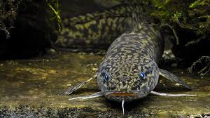 За нарушение — штраф: в Беларуси до конца февраля действует полный запрет на вылов налима