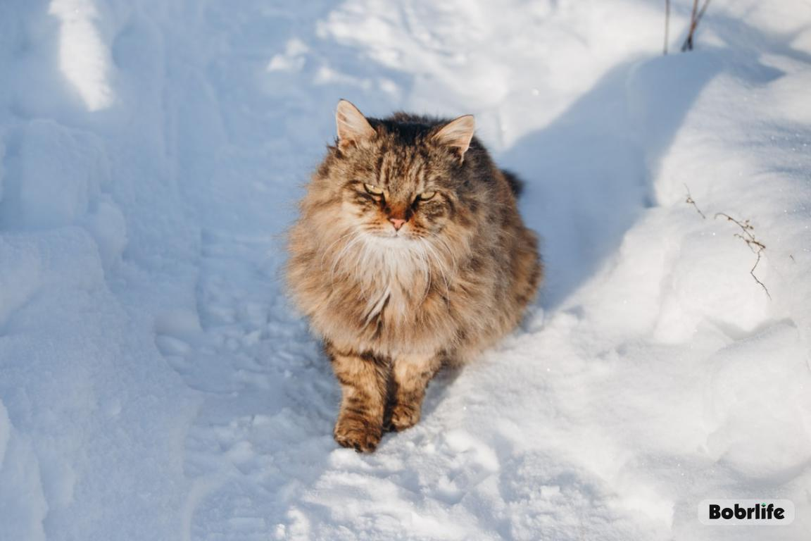 Оранжевый уровень опасности объявлен в Беларуси на 29 декабря из-за сильного ветра