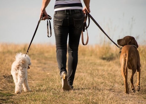 Об уплате налога за владение собаками в 2026 году