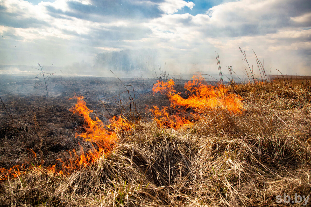 Сельскохозяйственные палы и выжигание сухой растительности в Беларуси запрещены