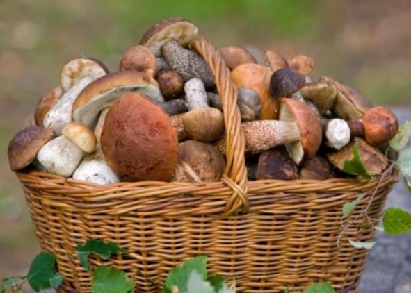 Инфографика дикорастущая продукция1